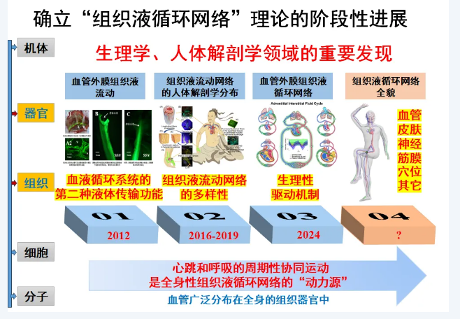 必一运动官网：北京病院李宏义教育团队揭示心肺协同运动对血管外膜机合液轮回汇集的驱动功用(图4)